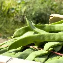 Alubia verde (Caja 4 Kg) (NO DISPONIBLE)