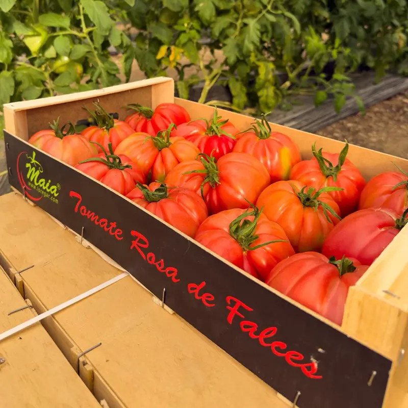 Tomate de Falces “Maia” (Caja 4 Kg)